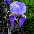 die blue Iris am blue Monday