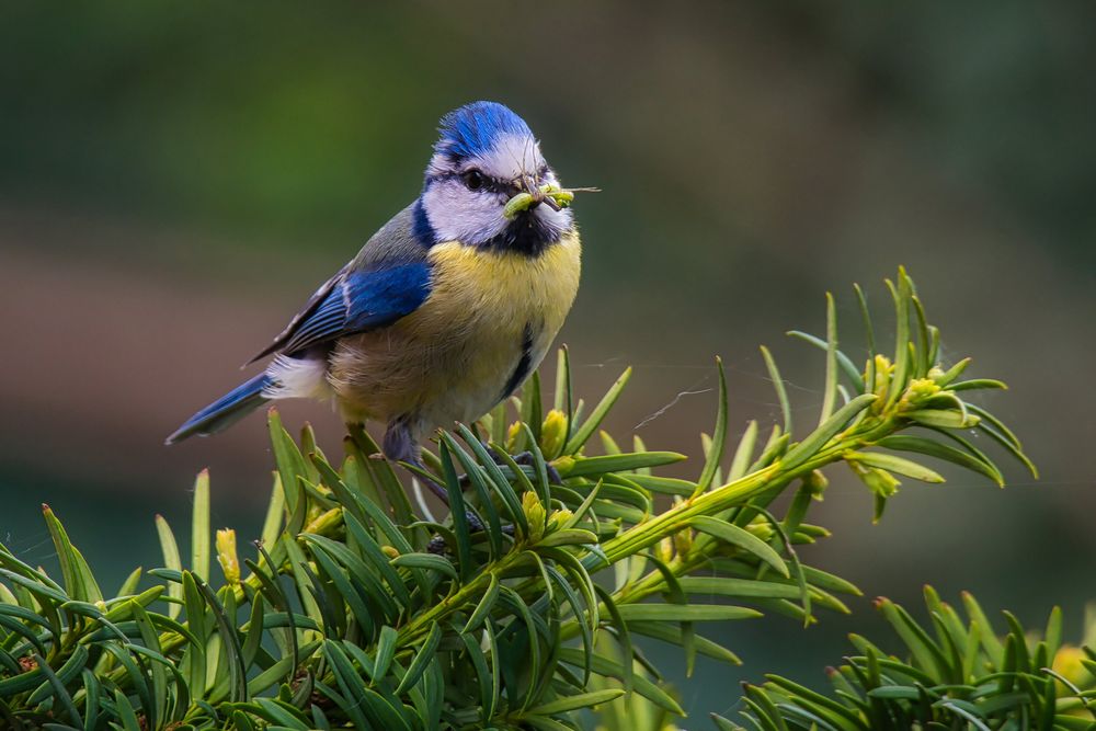 Die "Blue Monday"-Meise