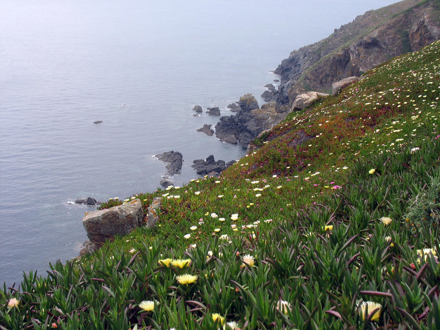 Die blühende britische Kanalinsel Guernsey
