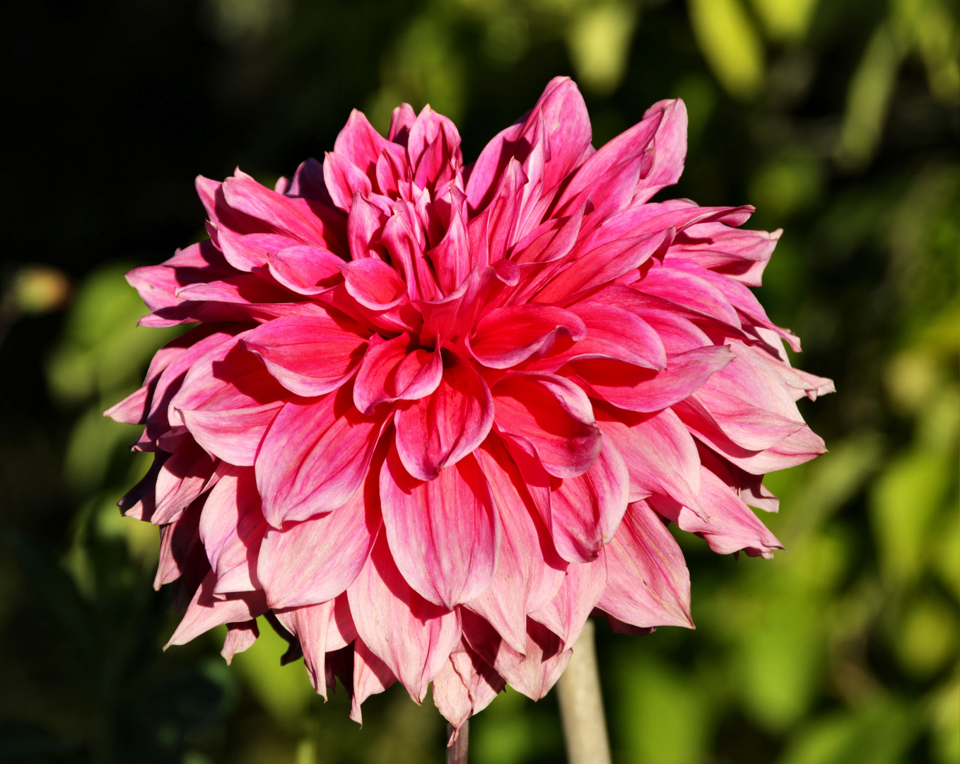 Die blühende Dahlie kündigt den nahenden Winter an. Foto & Bild
