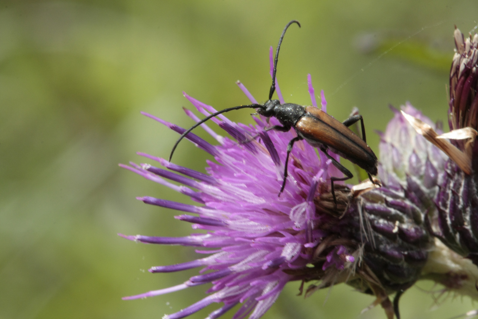 Die blühende Distel hat Besuch