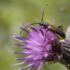 Die blühende Distel hat Besuch