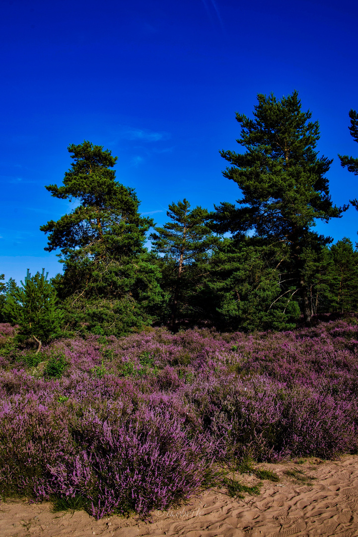 die blühende Heide 