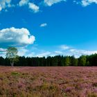 Die blühende Heide