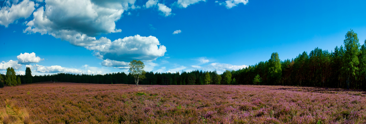 Die blühende Heide