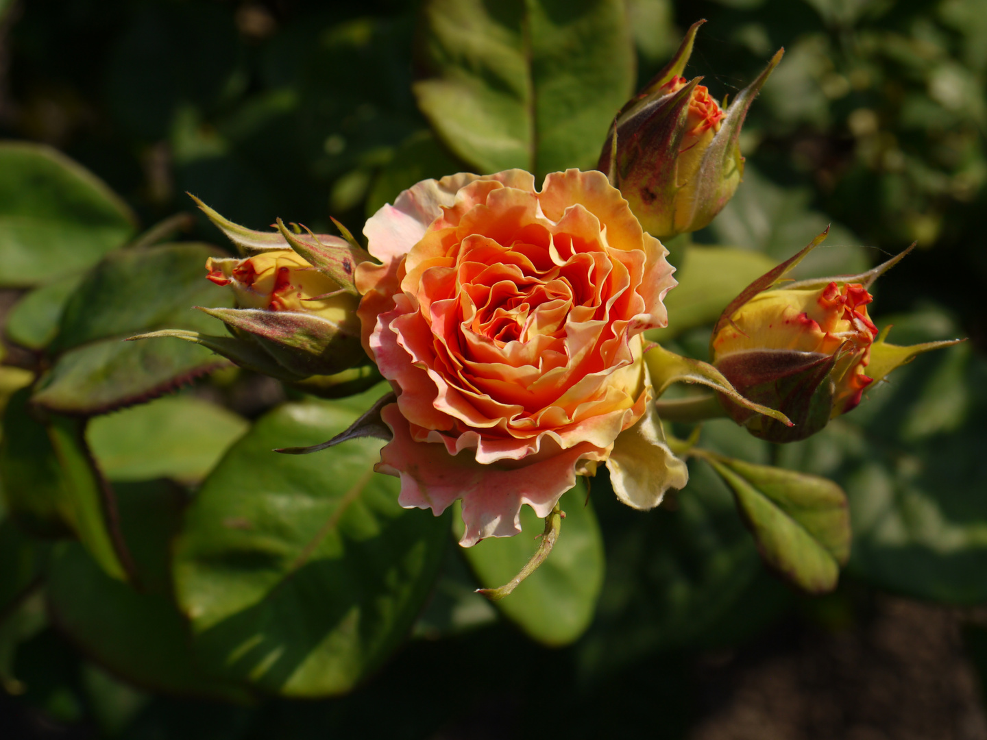 Die blühenden Rosen