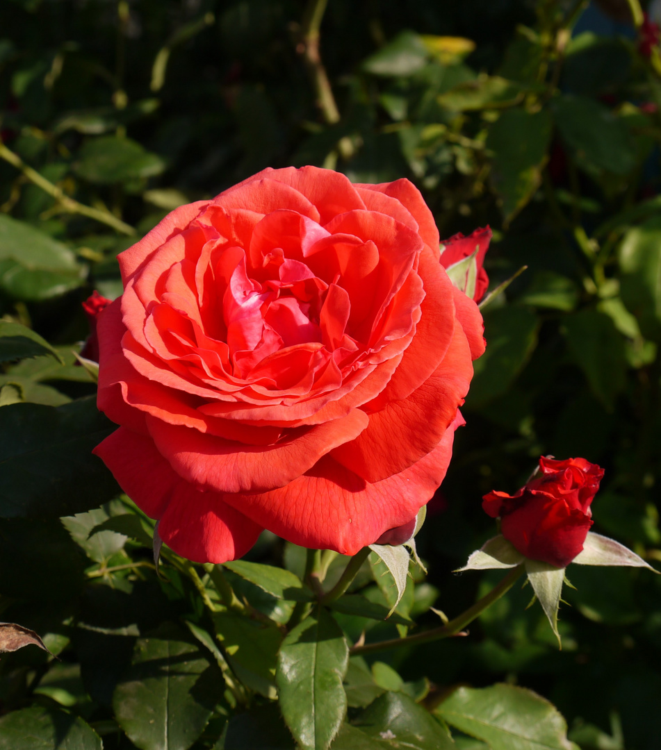 Die blühenden Rosen