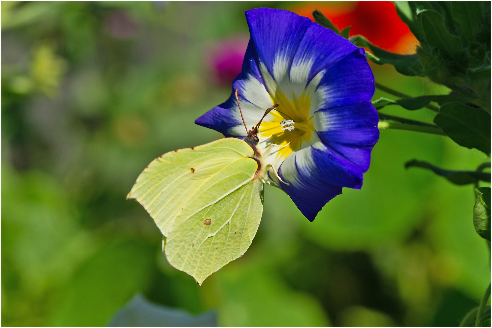 Die Blühwiese in unserem Garten lockte . . .