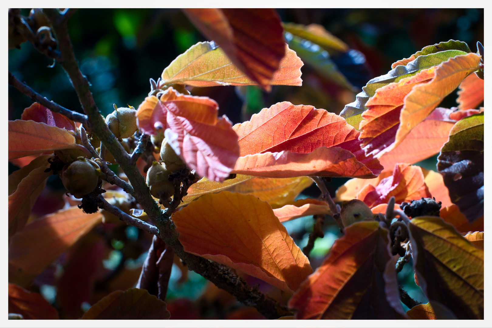 Die "Blümchen des Herbstes" in der Sonntagssonne....