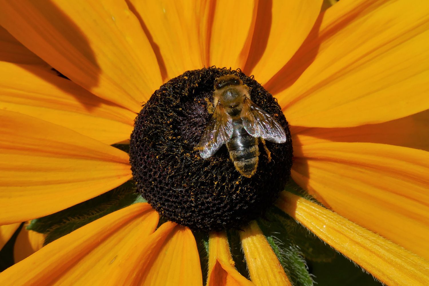 Die Blümchen und die Bienchen