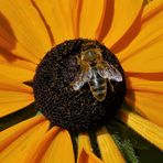 Die Blümchen und die Bienchen