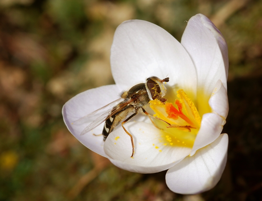 Die Blümchen- und Käfersaison ist eröffnet