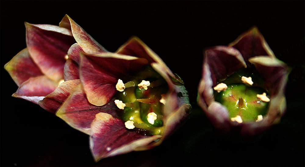 Die Blüte