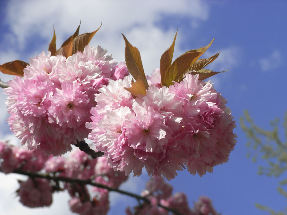 Die Blüte