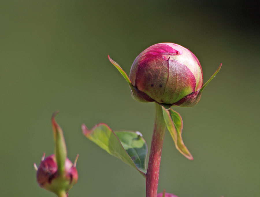 .. die Blüte ..