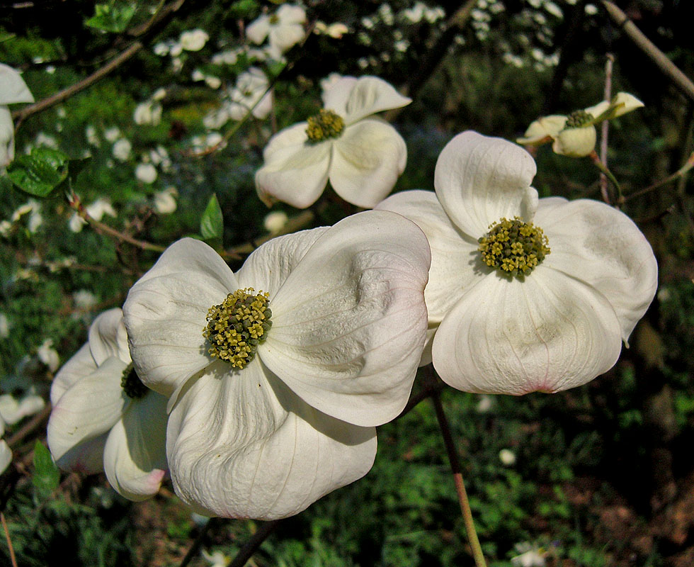 Die Blüte