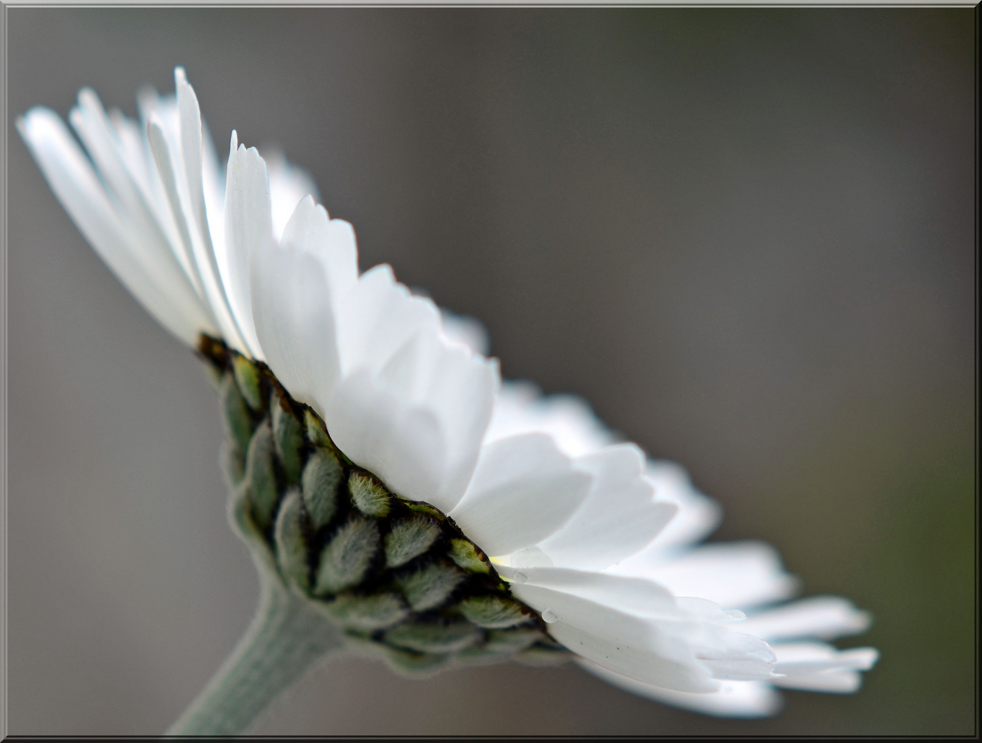 Die Blüte