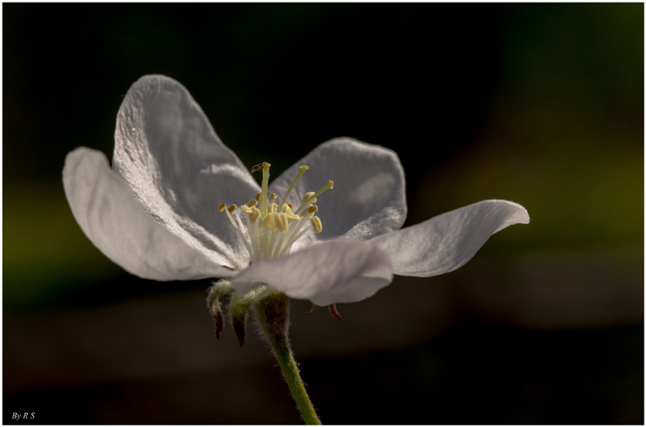 Die Blüte...