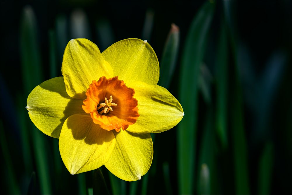 Die Blüte