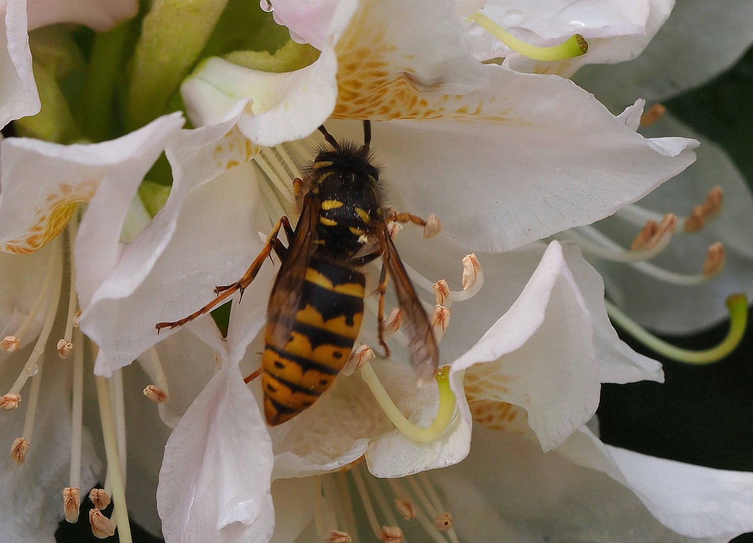  Die Blüte als Regenschutz nutzen