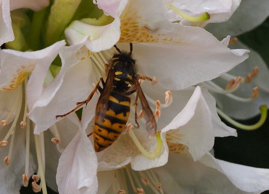  Die Blüte als Regenschutz nutzen