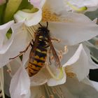  Die Blüte als Regenschutz nutzen