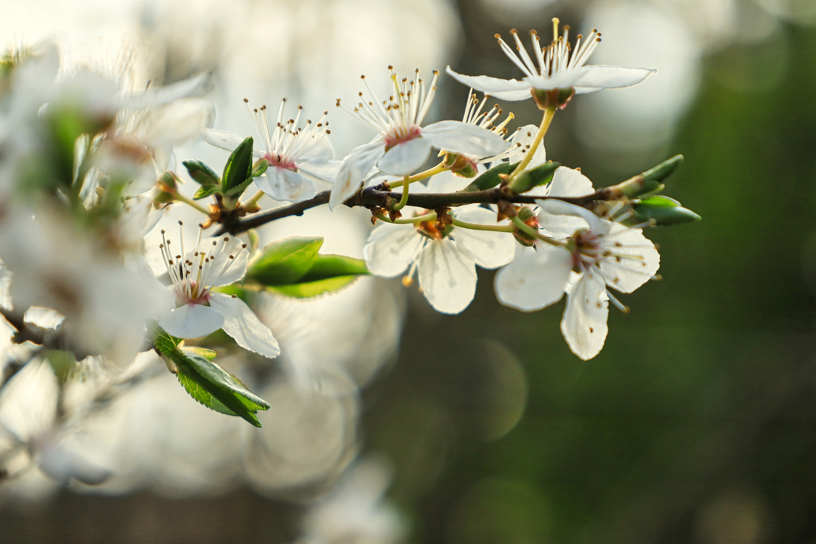 die Blüte beginnt.....