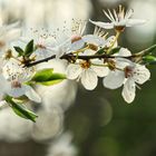 die Blüte beginnt.....