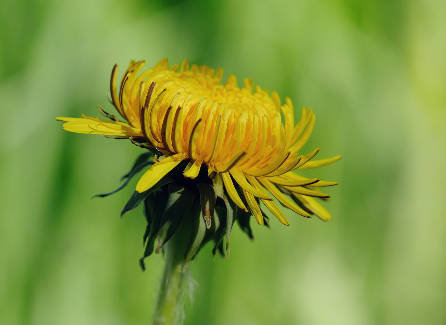 Die Blüte Die Blüte