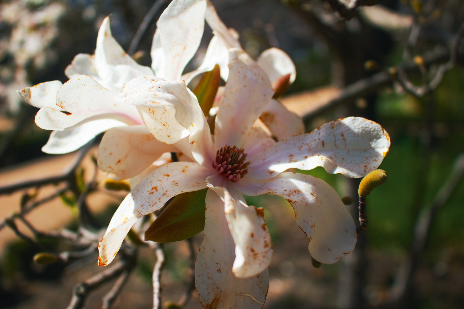 die Blüte