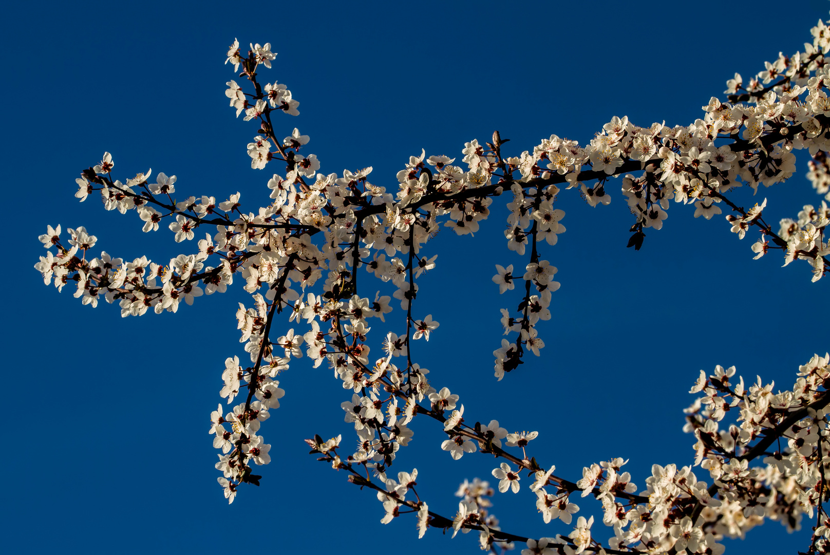 "DIE BLÜTE DAUERT NOCH ETWAS"