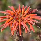 Die Blüte der Aloe Pflanze