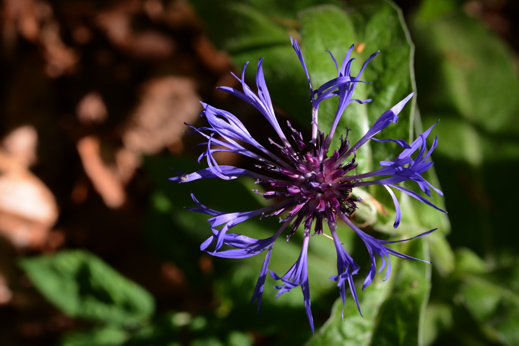 Die Blüte der Bergflockenblume