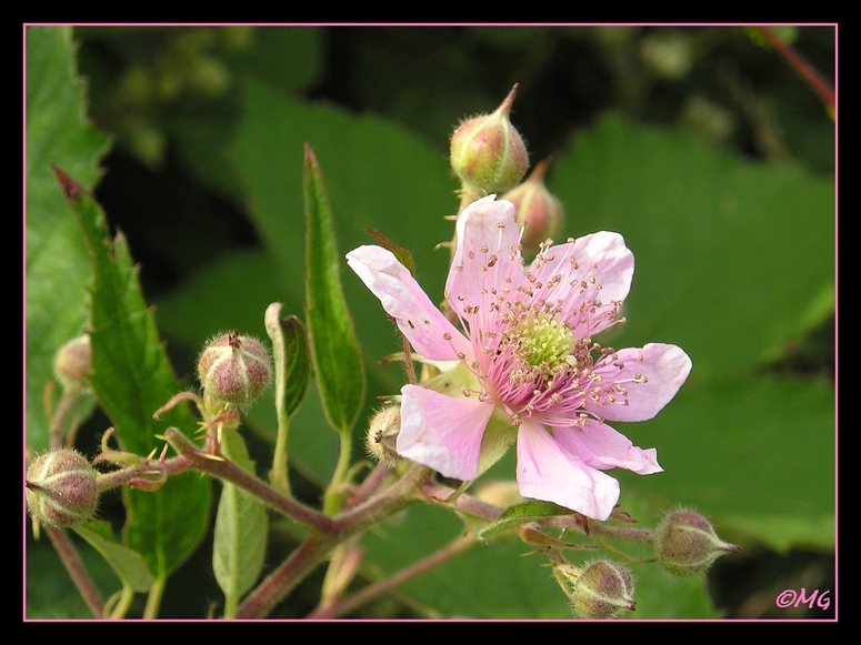 Die Blüte der Brombeere... Foto & Bild pflanzen, pilze & flechten