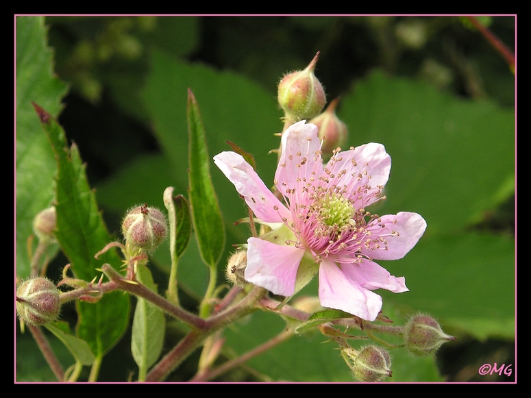 Die Blüte der Brombeere...