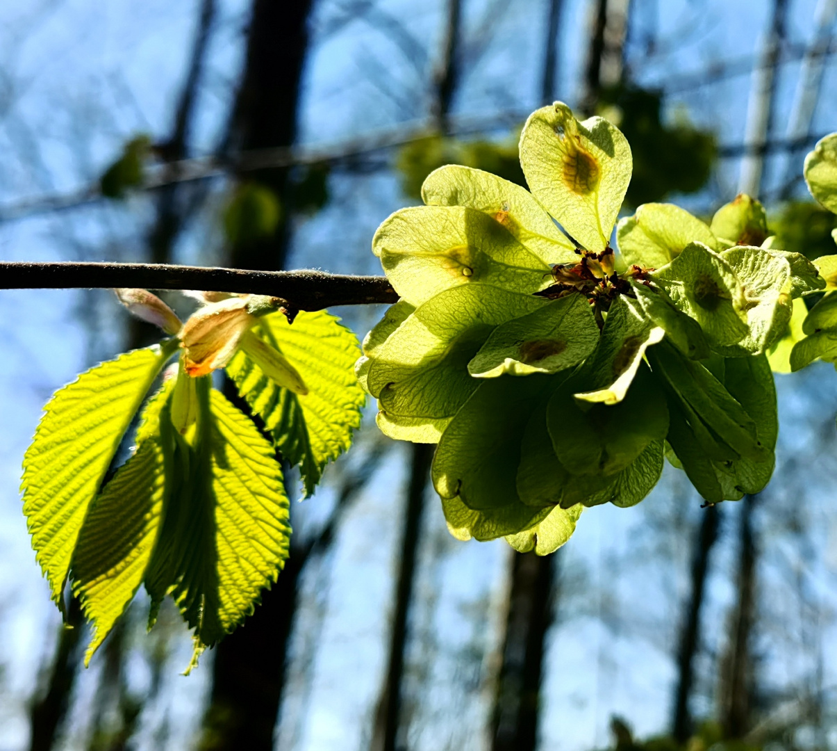 die blüte der buche