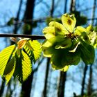 die blüte der buche