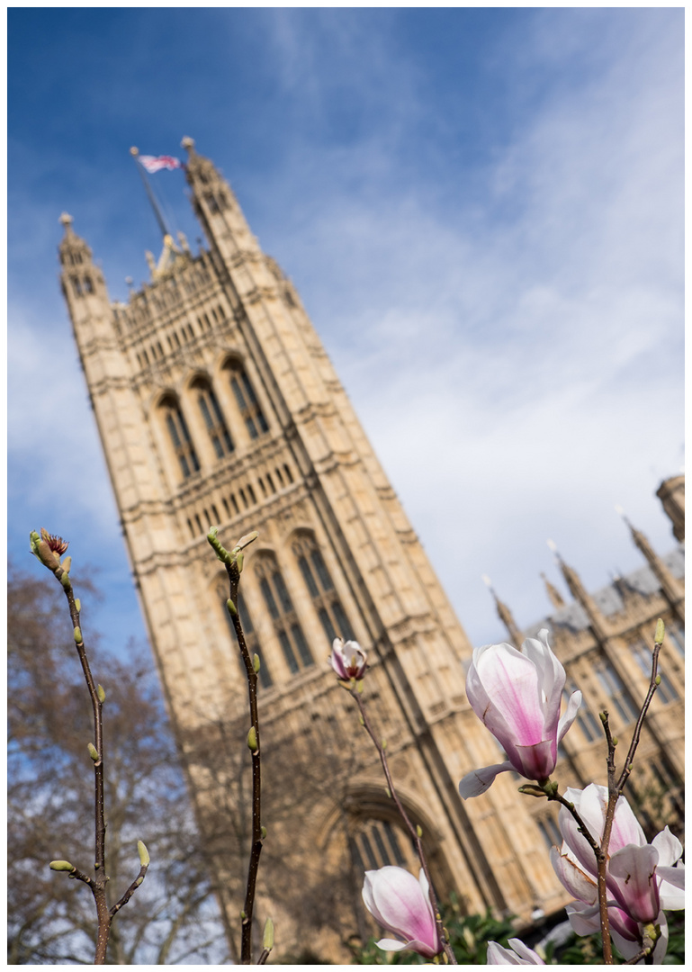 die Blüte der Demokratie