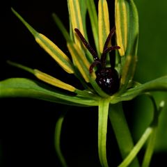 Die Blüte der giftigen Einbeere (Paris quadrifolia)