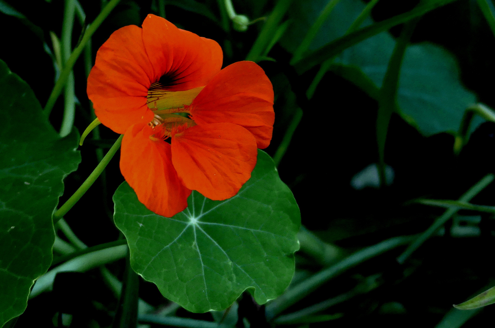 die Blüte der "Großen Kapuzinerkresse" (Tropaeolum majus)...