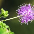 Die Blüte der Mimose, sehr zart und wunderschön