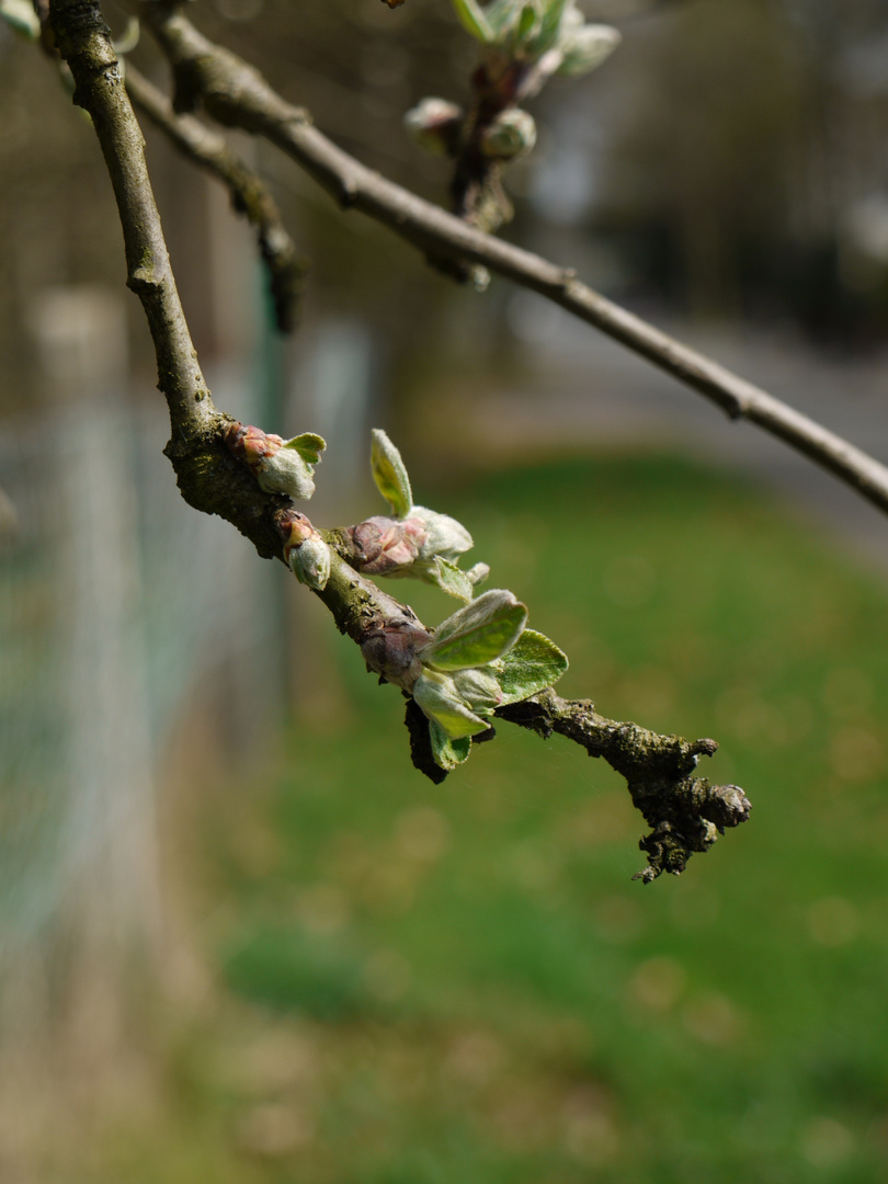 ...die Blüte der Natur...