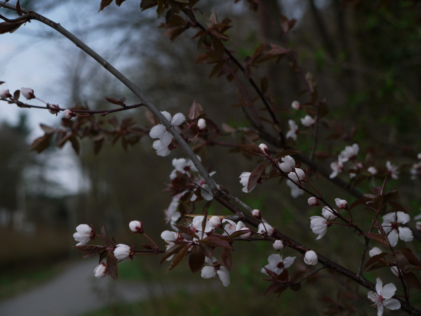 ...die Blüte der Natur...²