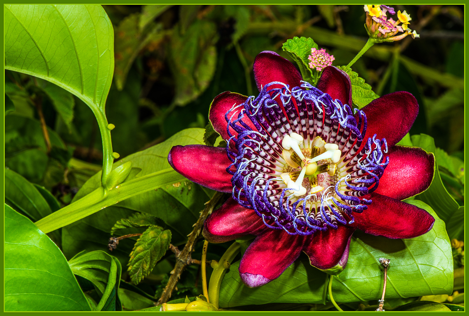 Die Blüte der Passionsblume in ihrer natürlichen Umgebung