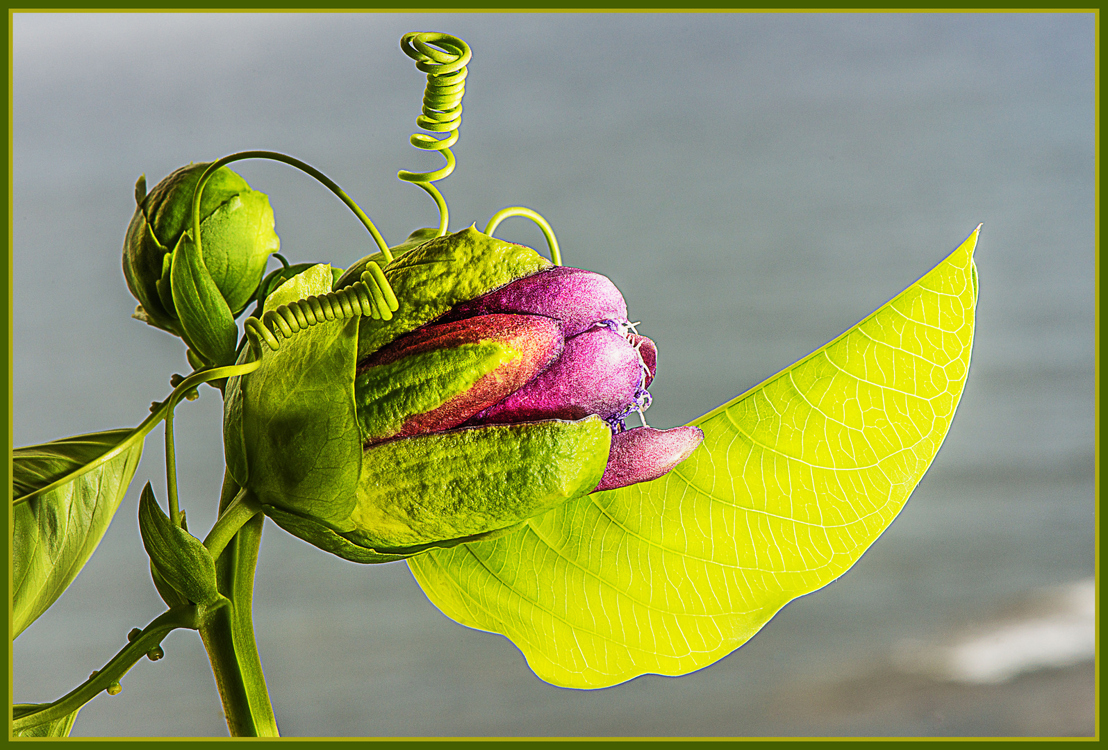 Die Blüte der Passionsblume öffnet sich