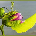 Die Blüte der Passionsblume öffnet sich