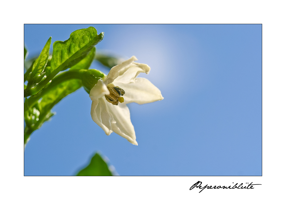 Die Blüte der Peperoni