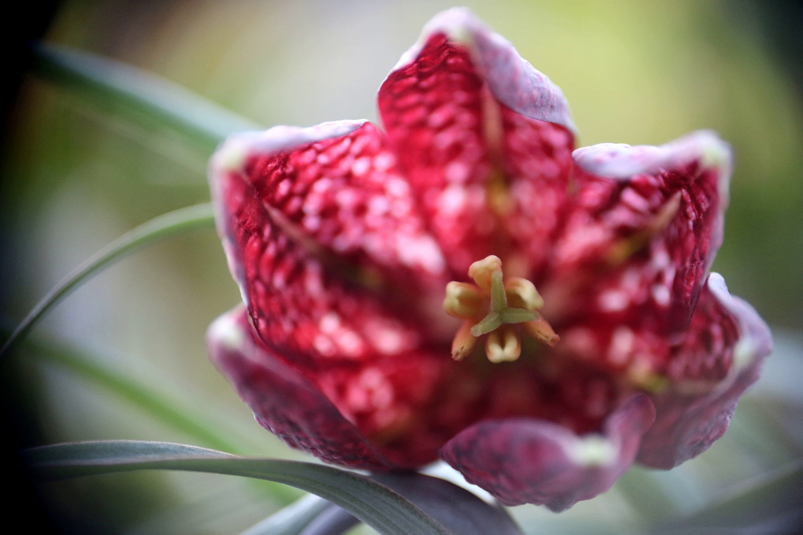 Die Blüte der Schachbrettblume 