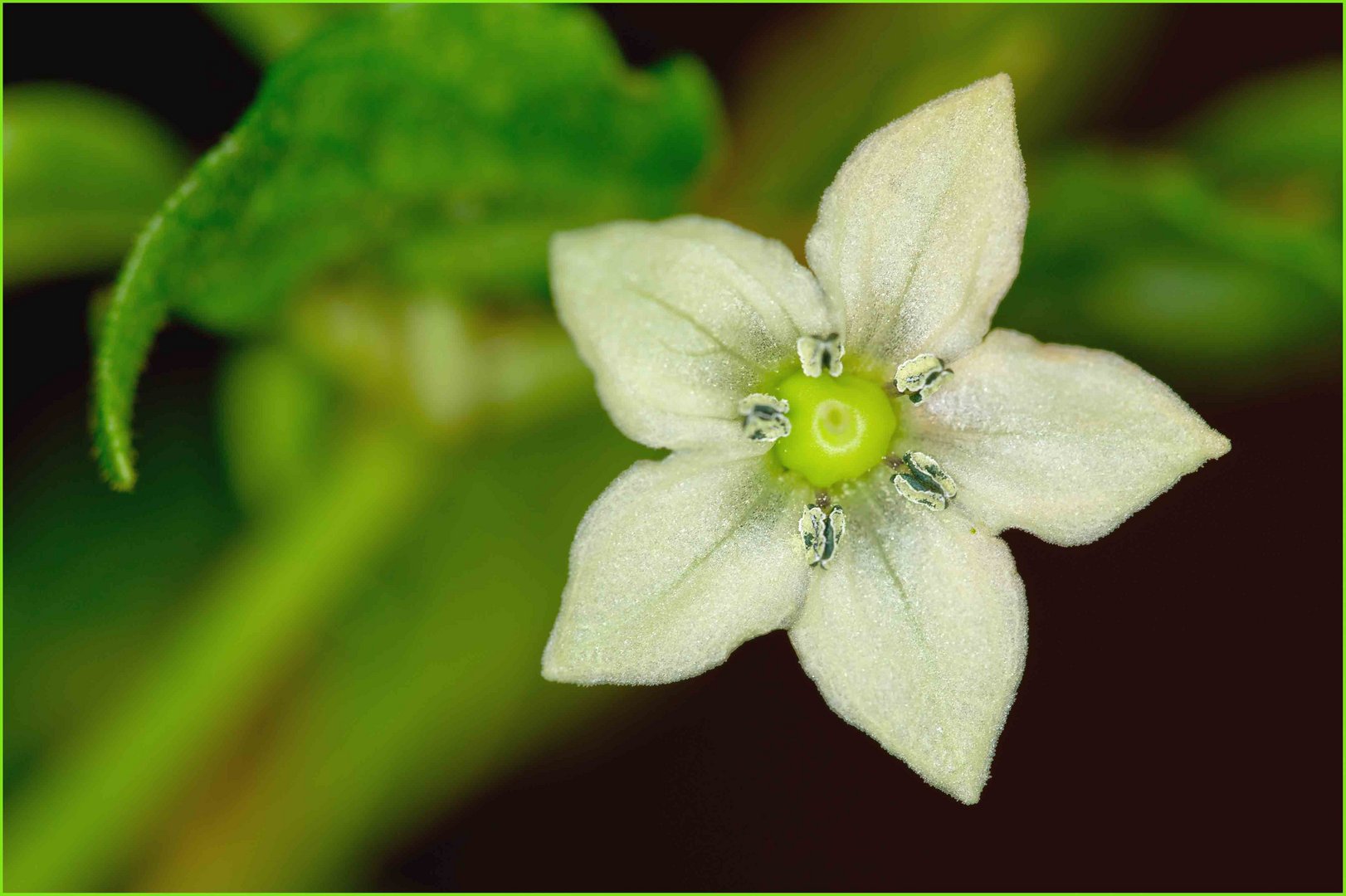 Die Blüte der Schärsten Chilli der Welt