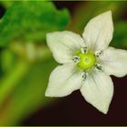 Die Blüte der Schärsten Chilli der Welt